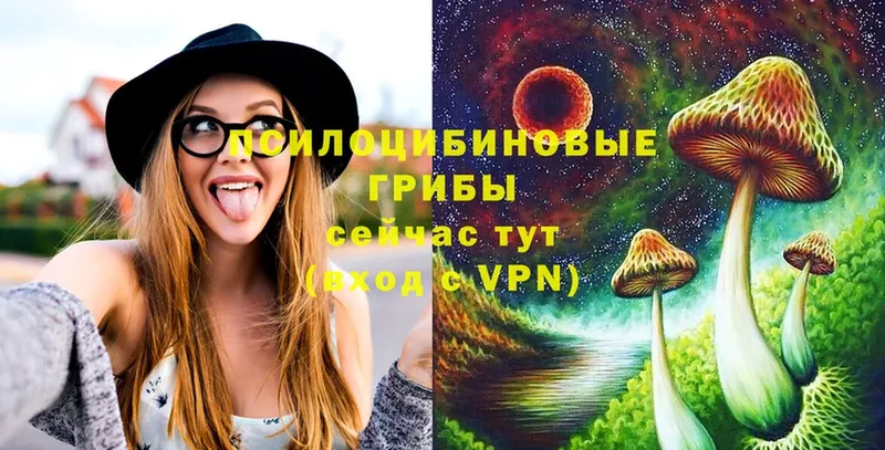 Псилоцибиновые грибы Cubensis  Воскресенск 